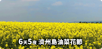 6天5夜 濟州島油菜花節