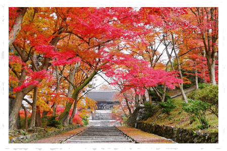 日本京都楓紅美景