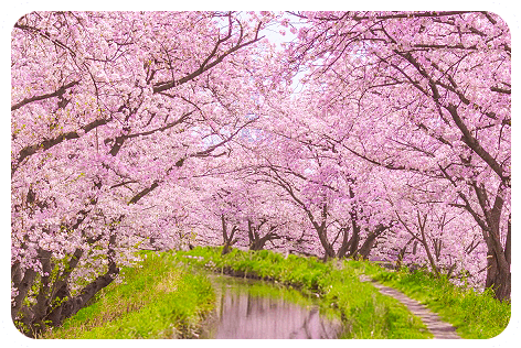 日本春季夢幻櫻花河